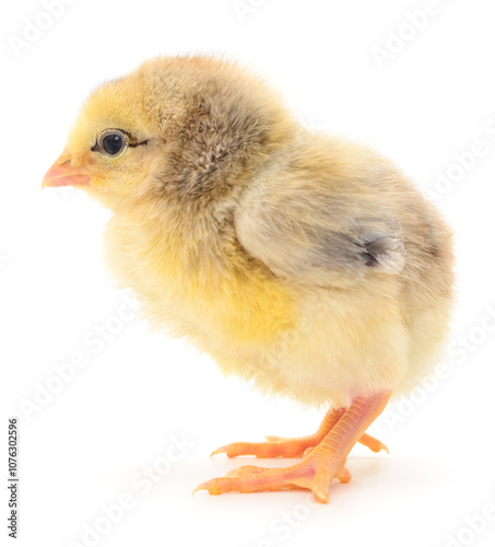 Small yellow chicken