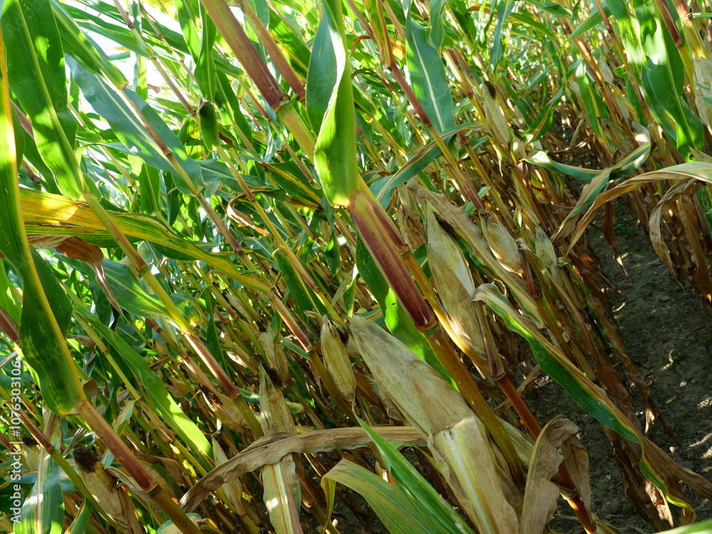 The cornfield is nearing harvest. On the island of Rügen, a significant amount of corn is cultivated for energy production and biogas generation. The cornfield is nearing harvest. On the island of Rügen, a significant amount of corn is cultivated for energy production and biogas generation.