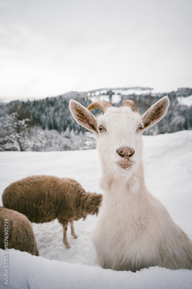 Obraz premium Curious Goat in Snowy Winter Landscape Near Rustic Barn and Forest