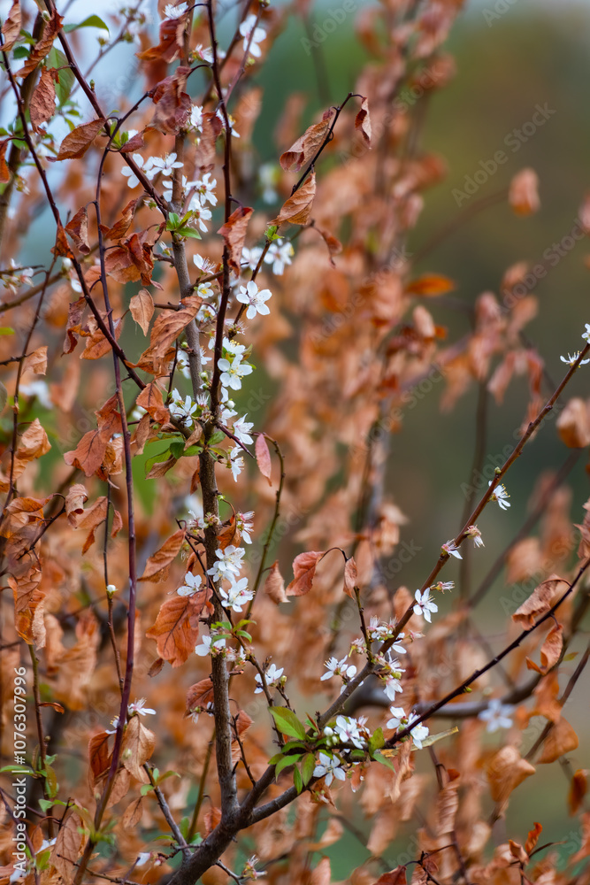 Resilience in Bloom: A Tree Reborn with Blossoms After Fire. environmental healing scene. burned up tree close-up. Resilience in Bloom: A Tree Reborn with Blossoms After Fire. environmental healing scene. burned up tree close-up.