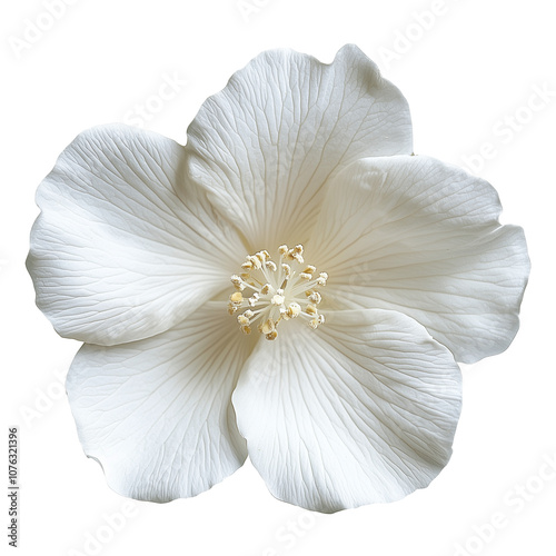 White flower isolated on white background