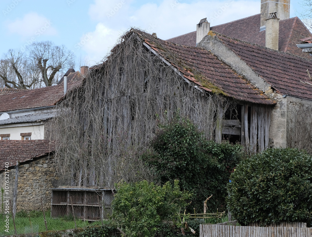 Fototapeta premium Climbing plants during winter, taking over various elements. Shot in Village and Graveyard areas.