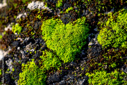 Silvery thread moss (Bryum argenteum) on dark rocky ground. Random fresh green patterns formed by coincidence from fine plants. Macro close up of delicate shapes and structures and in warm sunlight.