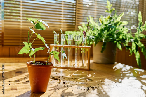 Potted plants with test tubes on table photo