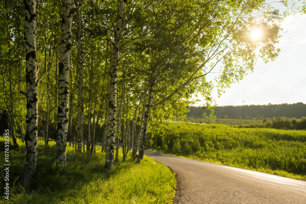 Naklejka premium Path through birch forest in the morning sun. landscape outdoors environment concept. glare of the sun over grove of birch trees in summer. a solitary birch with a glare of the sun on through a path.