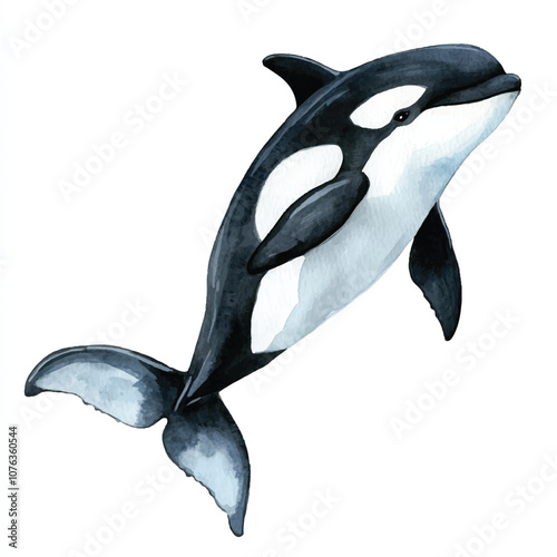 cute Orca watercolor clipart illustration isolated