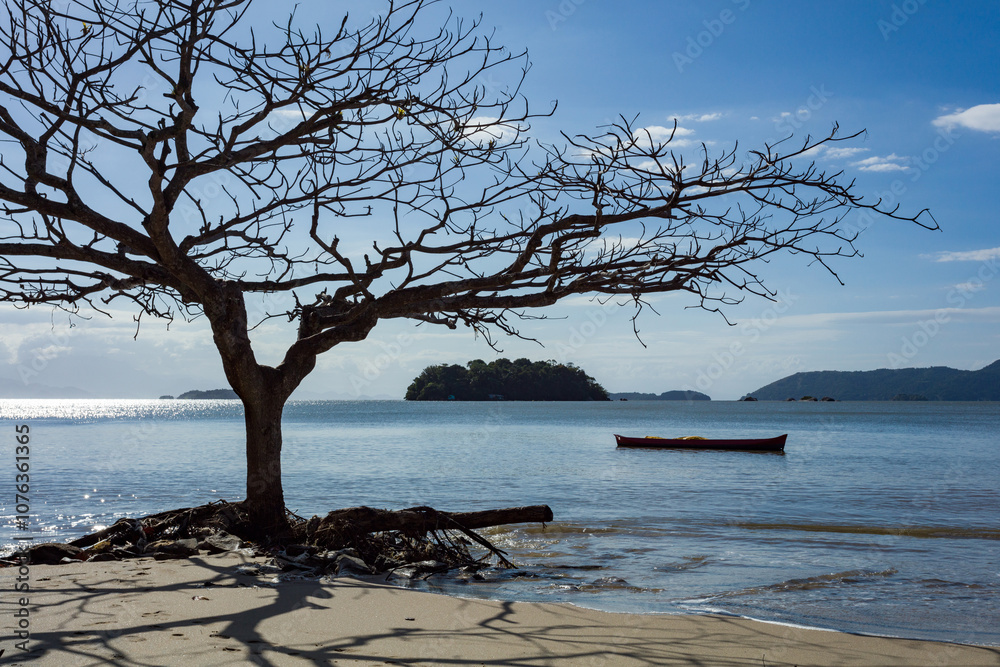 Dry tree in winter from Pontal beach in Paraty, Rio de Janeiro, on the Brazilian tropical sea coast during a sunny day of vacation and sightseeing. Dry tree in winter from Pontal beach in Paraty, Rio de Janeiro, on the Brazilian tropical sea coast during a sunny day of vacation and sightseeing.