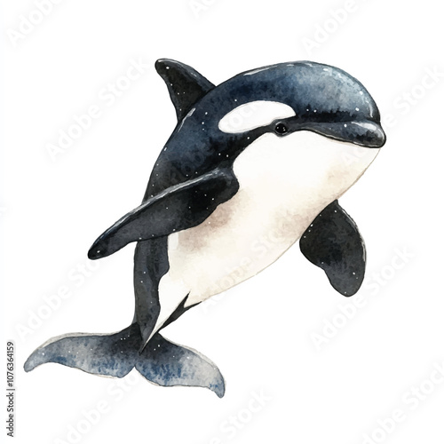cute Orca watercolor clipart illustration isolated