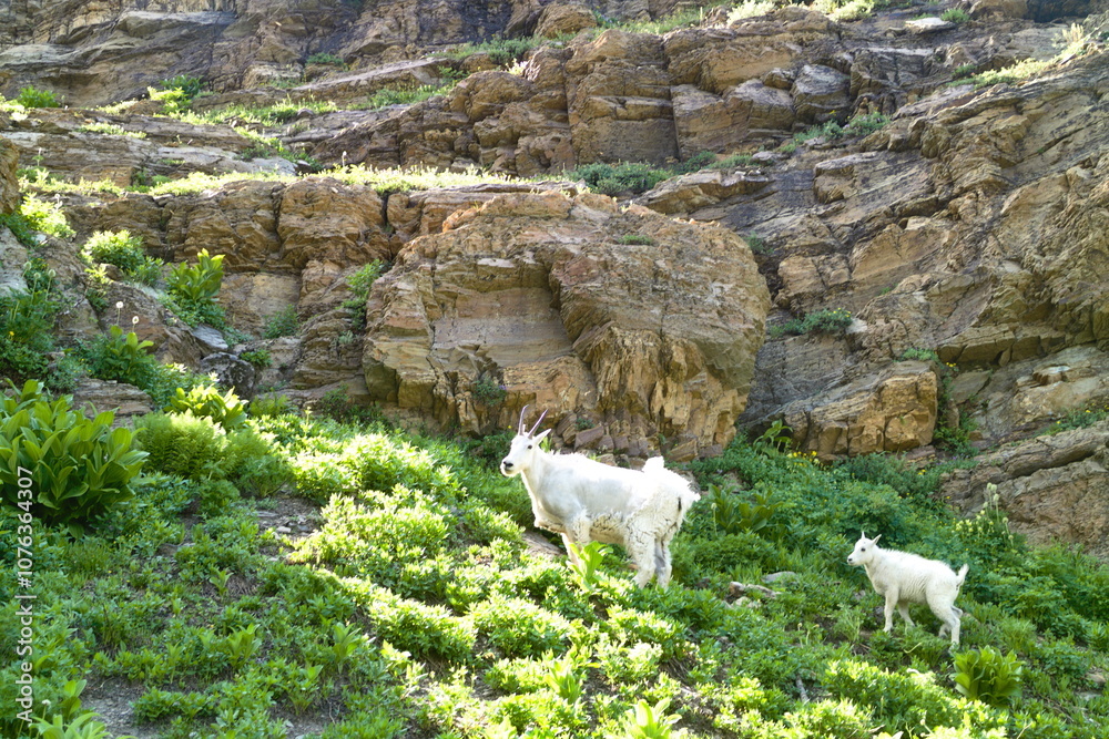 Fototapeta premium mountain goats and baby walking on the way to grinnell glacier, Montana, USA.