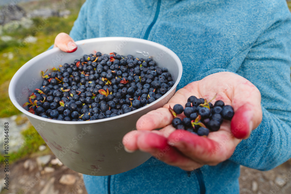 Woman showing bilberries at Kungsleden hiking trail Woman showing bilberries at Kungsleden hiking trail