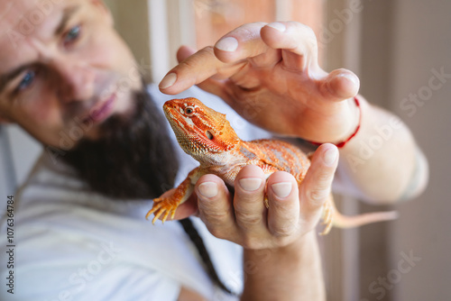 Man touching orange colored bearded dragon at home photo