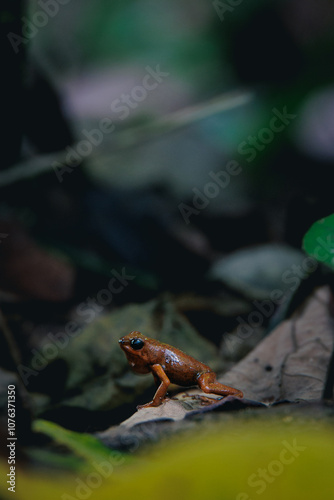 poison frog in the pond