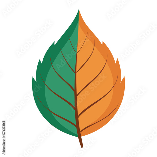 beech leaf vector art for autumn tree and botanical designs