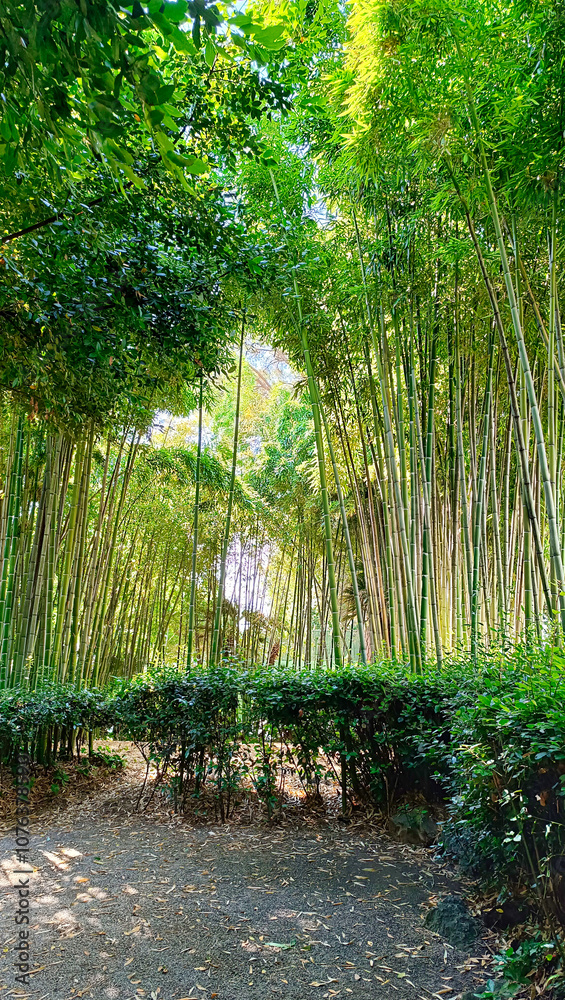 bamboo forest in the morning