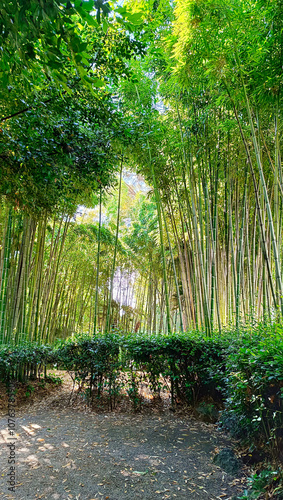 Obraz na płótnie bamboo forest in the morning w salonie