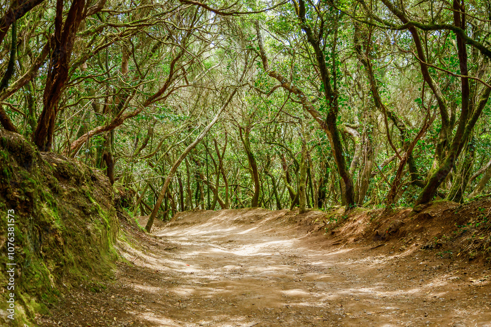 Mystical forest setting along the Sendero de los Sentidos trail in Anaga Mystical forest setting along the Sendero de los Sentidos trail in Anaga