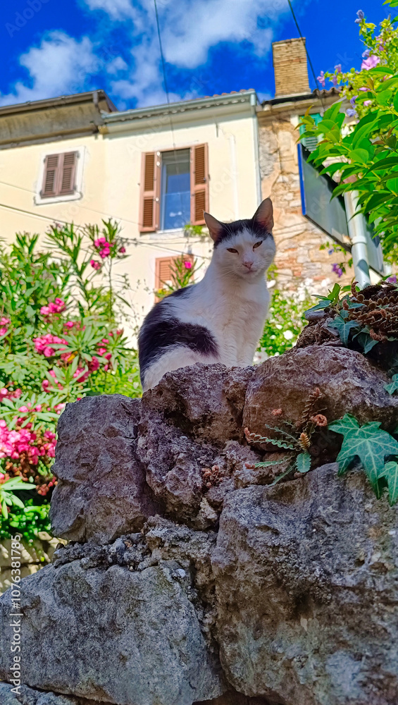 sleepy cat on the wall