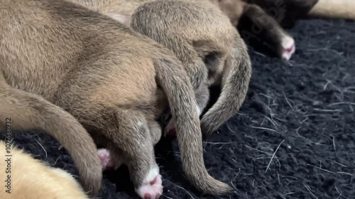 puppies sleeping together photo