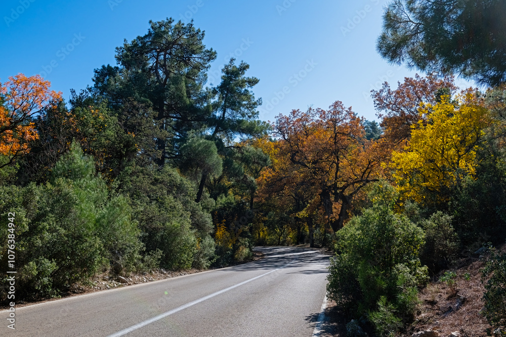 Obraz premium View of the forest road with green and yellowing trees.
