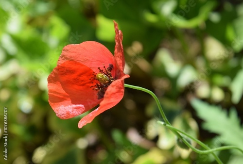 Red poppy on a natural background. Red poppy in natural environment.