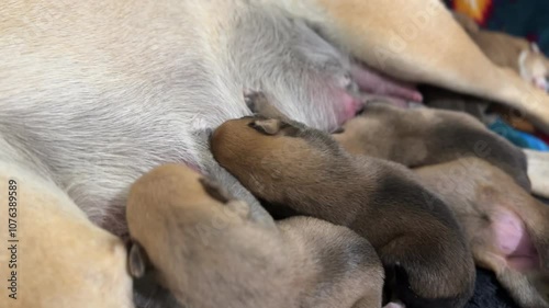 Wallpaper Mural baby puppies sleeping, feeding, mothers milk Torontodigital.ca