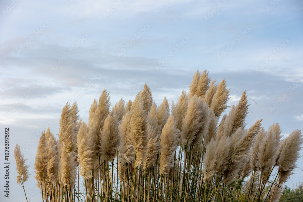 Selective focus of white cream puffy flowers of Pampas grass in the garden with cloudy sky, Cortaderia selloana is a flowering plant native to southern South America, Natural flora pattern background.