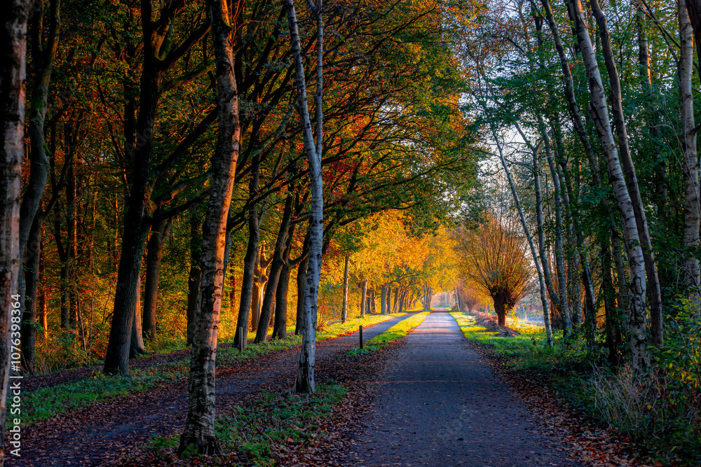 Naklejka premium Autumn landscape, Nature walkway with warm sunrise in the morning, Colourful yellow orange leaves on trees, Amsterdamse Bos (Forest) Park in the municipalities of Amstelveen and Amsterdam, Netherlands