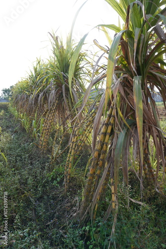 Wallpaper Mural Sugarcane Field with Tall Green Stalks in Agricultural Rows Torontodigital.ca