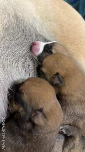 two puppies sleeping, puppies feeding, newborn puppies  photo