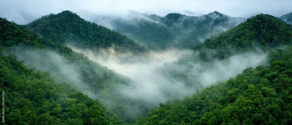 Obraz premium Misty mountain forest landscape