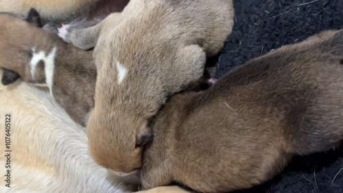 New born baby dogs feeding photo