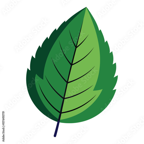 detailed elm leaf silhouette vector illustration