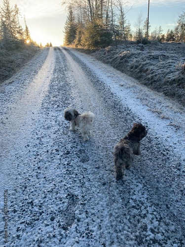 dogs on the road, sunset