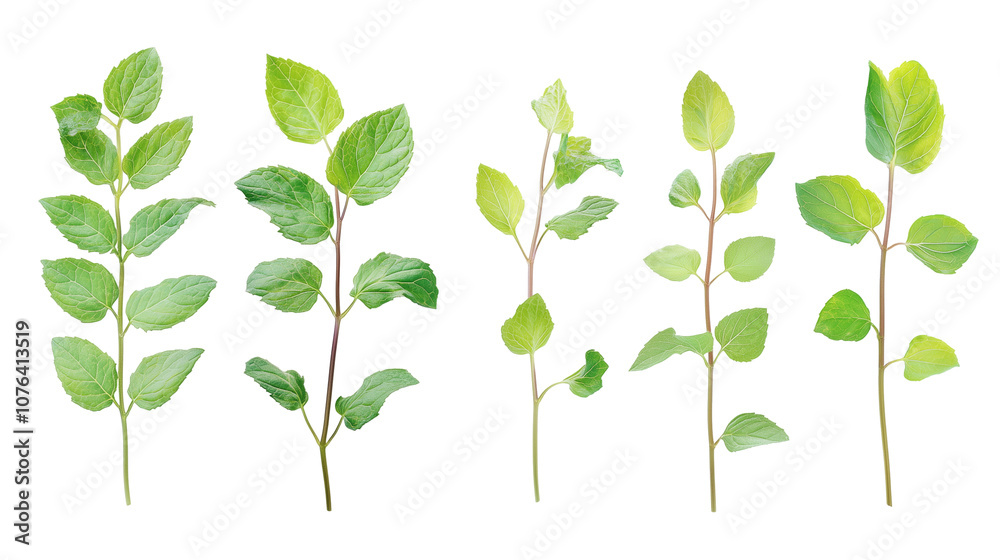 Set of green fresh mint leaves sprigs isolated on transparent background