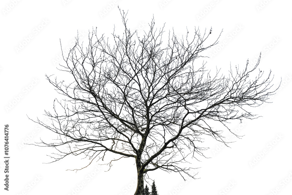 tree silhouette on white background tree silhouette on white background