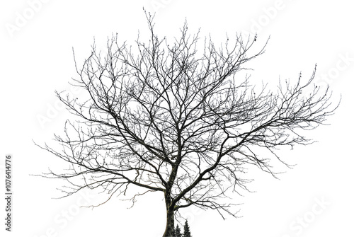 tree silhouette on white background        