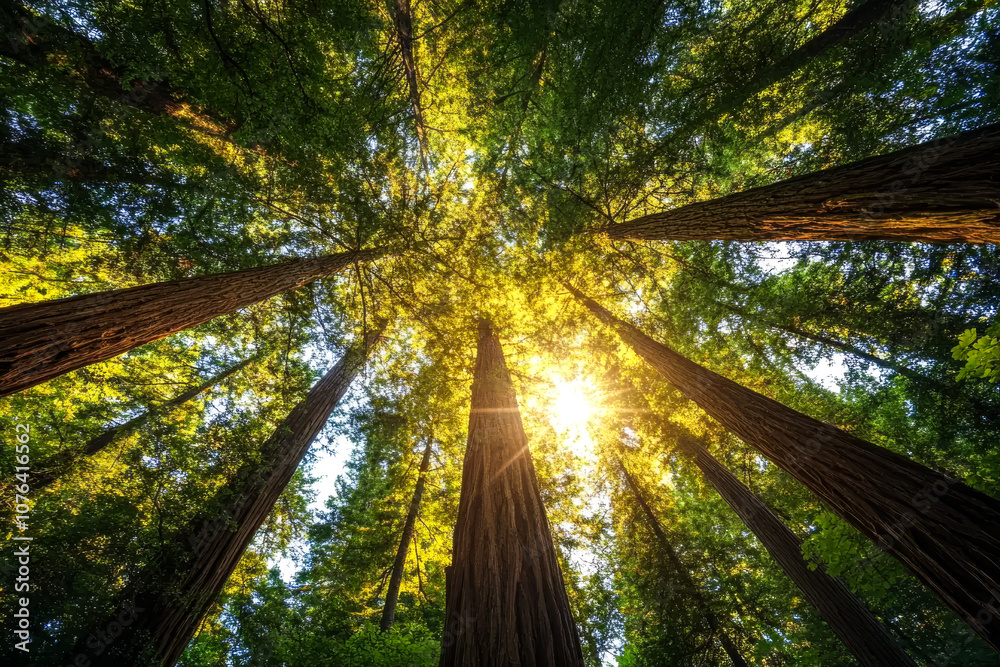 Naklejka premium Majestic Redwood Trees, Peaceful Forest Landscape