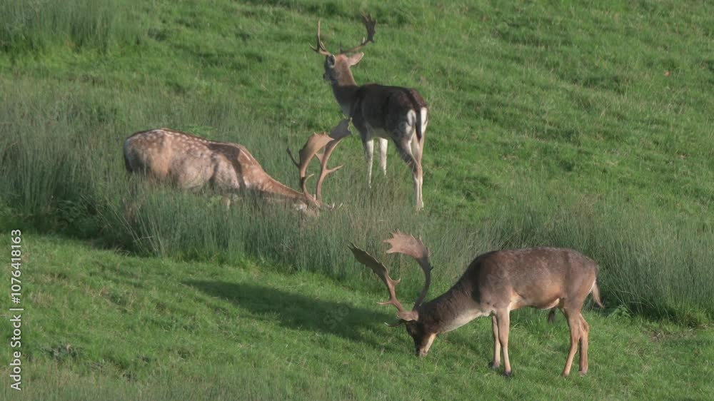 Fallow Deer (Dama dama) bucks (males) feeding in a deer park, one attending to a female (doe) hidden in the undergrowth. November, Kent, UK Fallow Deer (Dama dama) bucks (males) feeding in a deer park, one attending to a female (doe) hidden in the undergrowth. November, Kent, UK