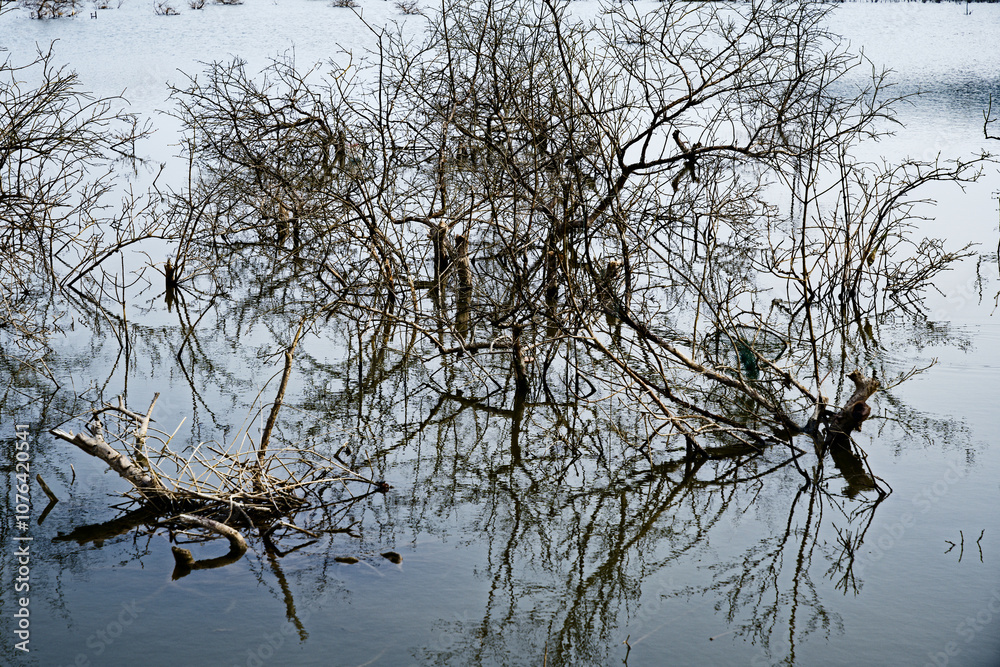 Unchanging Nature: The Charm of Dead Wood in Gokarna