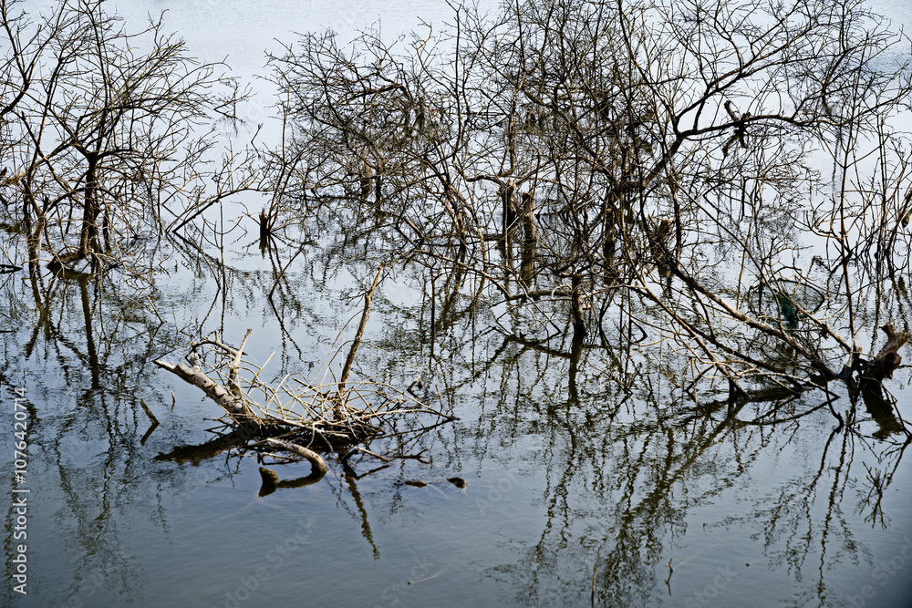 Unchanging Nature: The Charm of Dead Wood in Gokarna