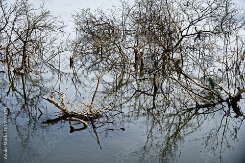 Obraz na płótnie Unchanging Nature: The Charm of Dead Wood in Gokarna w salonie