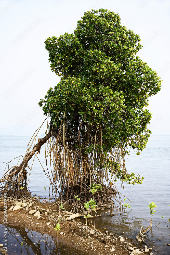 Lonely and Proud - A Tree on the Gokarna Coast