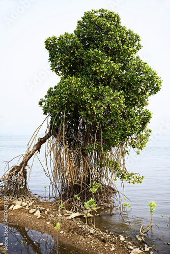 Obraz na płótnie Lonely and Proud - A Tree on the Gokarna Coast w salonie