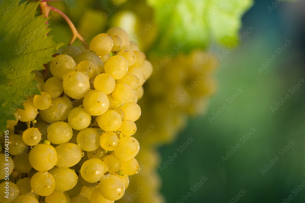 Growing bunch of grapes. Bunch of grapes on the vine. Berries close-up.