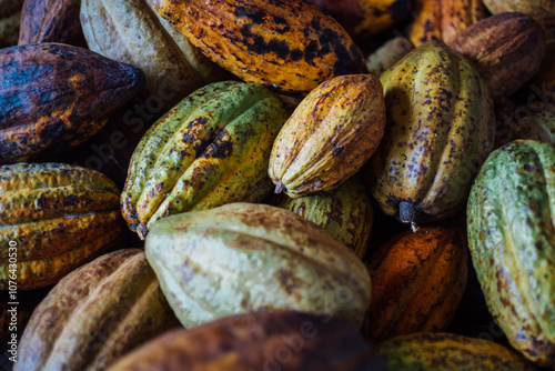 background of cacao fruit