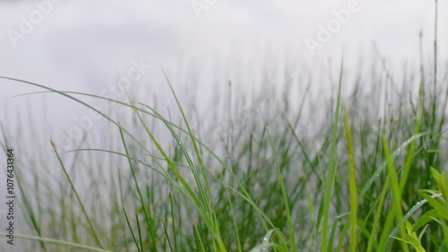 Reeds growing on the shore of the lake swaying from the light wind. Nature.