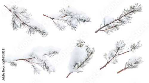 Set of snow-covered winter pine branches isolated on transparent background