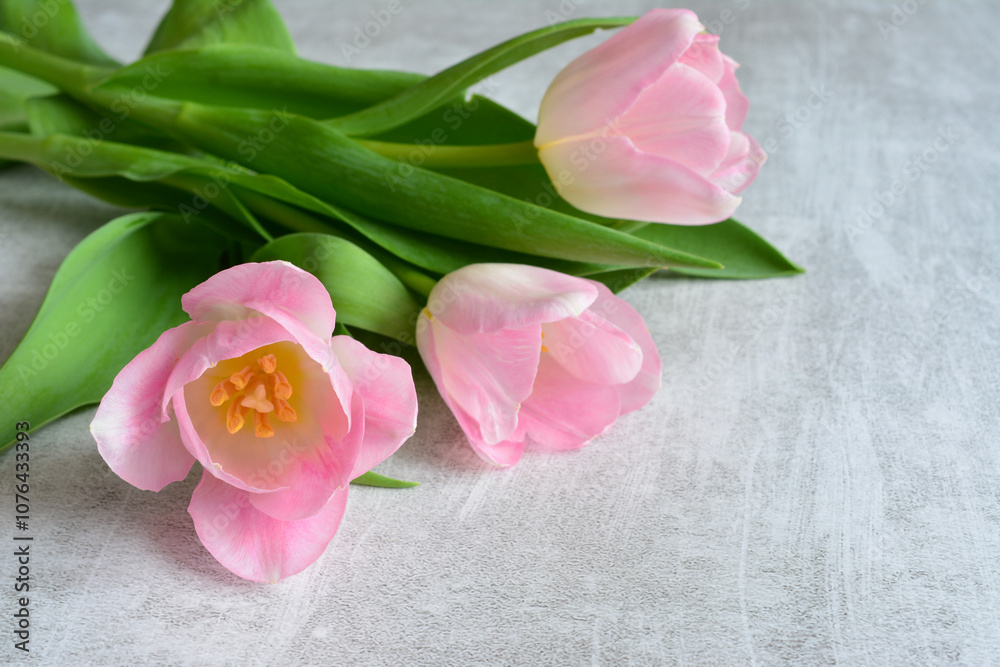 pink tulips on a white and gray surface with green leaves pink tulips on a white and gray surface with green leaves