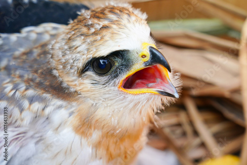 A baby white falcon Black-winged Kite was lost from its nest due to a storm and is awaiting transfer to a nursery.