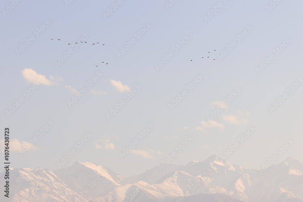 birds in the sky against the backdrop of mountains birds in the sky against the backdrop of mountains